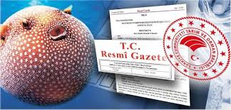 Balon balığı avını destekleme kararında değişiklik: Teşvik primi yükseltildi!