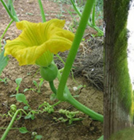 Torba kadro ya da kavak ağacı ile kabağın hikayesi