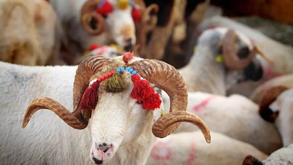 Kurban pazarlarında satılmayan hayvanları ESK alacak