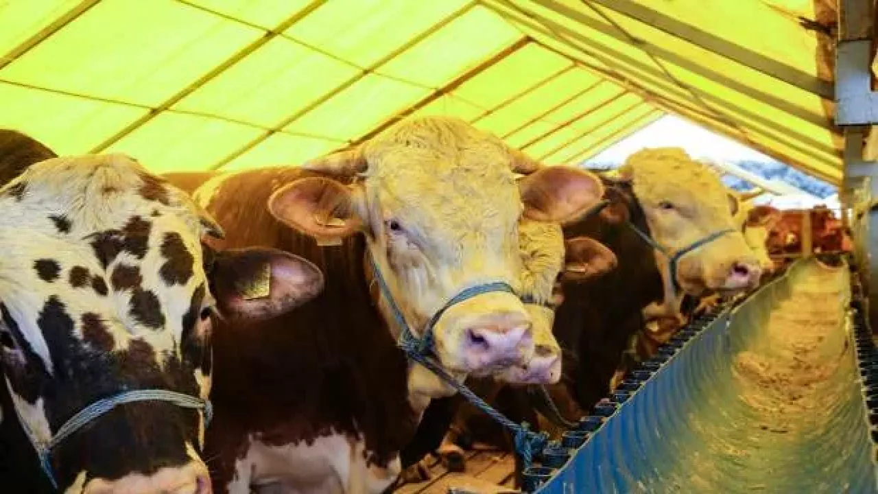 Kurban Bayramı tatili 9 gün olacak mı?